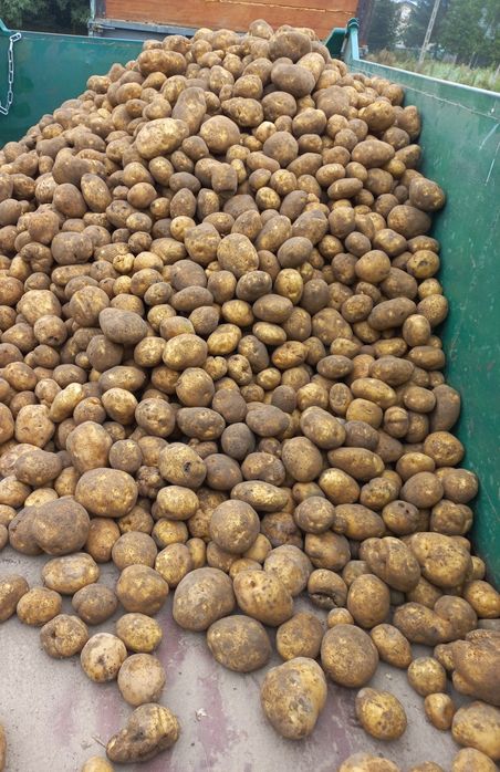 Ziemniaki wielkości sadzeniaka JUREK WINETA