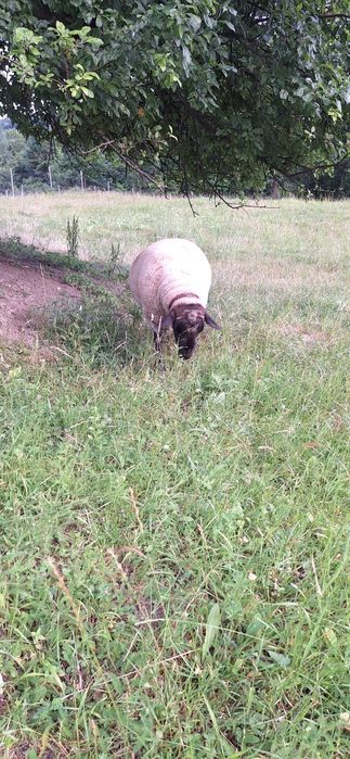 Суффолк вівця овечка ягня баран