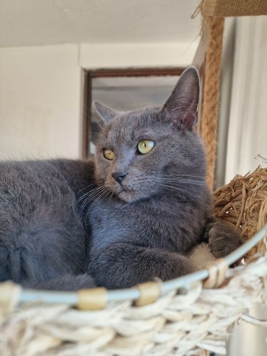 Anton do adopcji