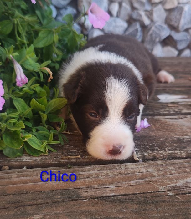 Border collie piesek czekoladowo biały przebadani rodzice