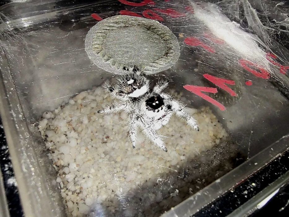 Skakun królewski Phidippus regius white bahamas