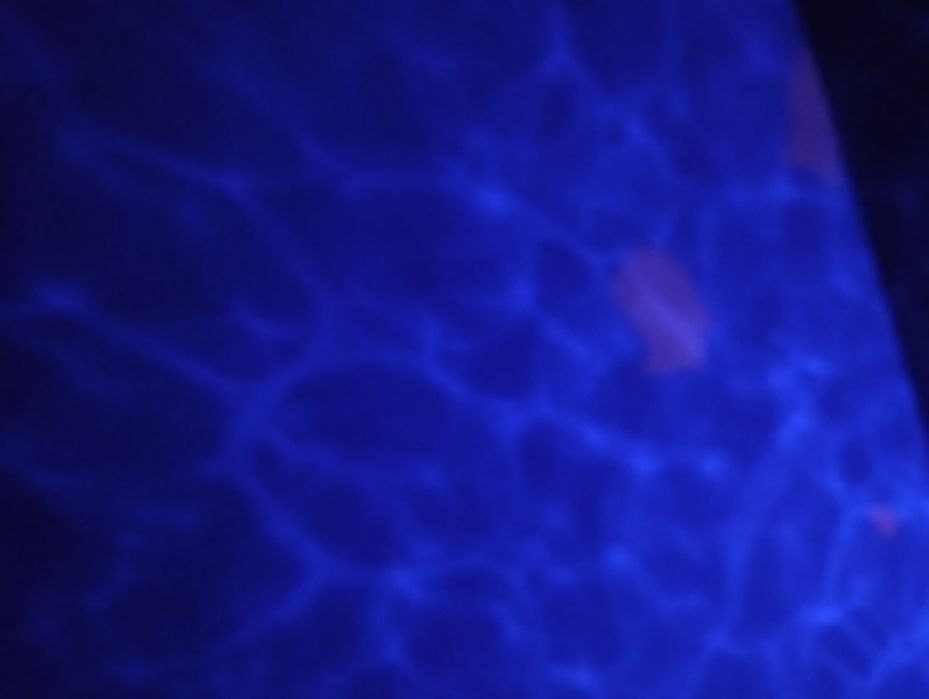 Lampka nocna PABOBO projektor Pluszowa Gwiazda