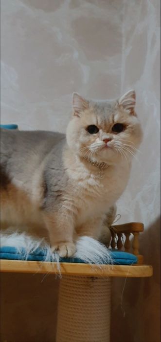 Шикарный плюшевый золотой британец шиншилла голубое золото