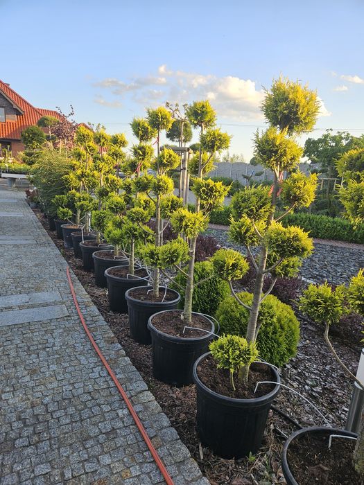 Sosna Czarna.Bonsai.Modrzew.Cyprys.Katalpa