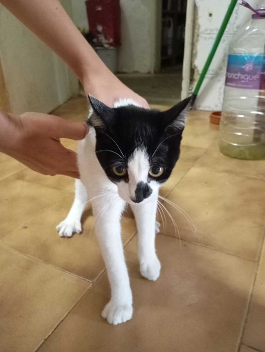 Gatinhos bebés com 4 meses