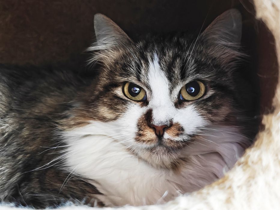 Шукаємо найкращу родину для кішечки Лаві.1,5 роки.Стерилізована.Кішка