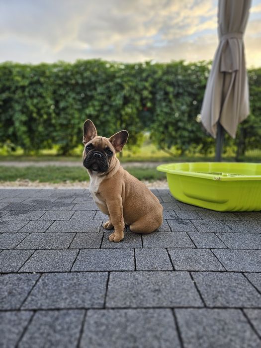 Buldog francuski