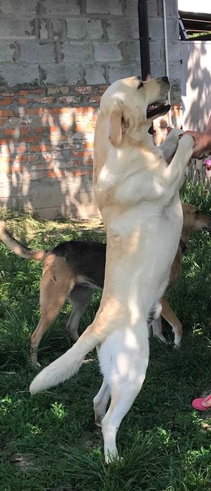 В"язка,Палевий Лабрадор Ретрівер