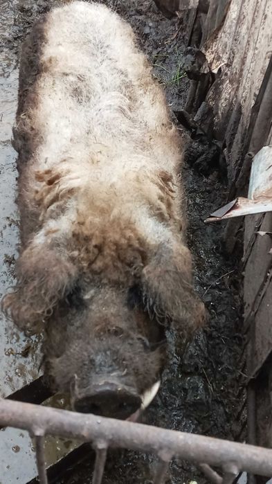 Поросята кармали