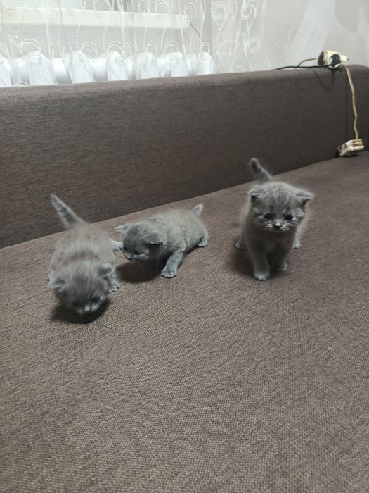 Шотландські , британські кошенята.
