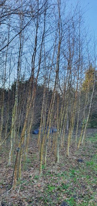Brzoza 3,5 - 6,5m !!! plantacja