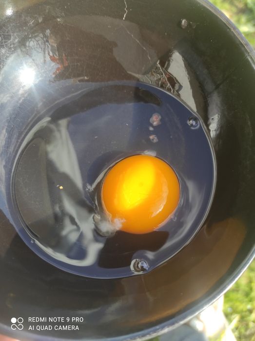 Ovos frescos de qualidade