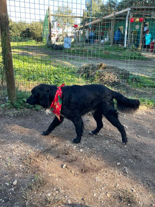 Panda- Porte médio/pelo semi-longo