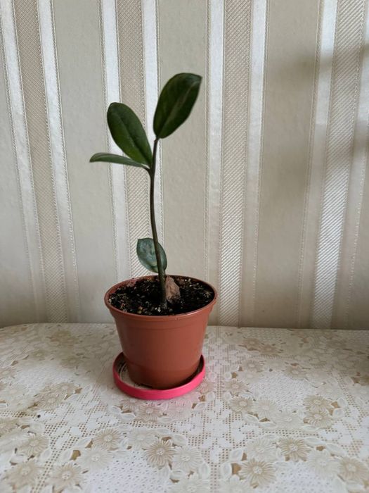 Заміокулькас.   .