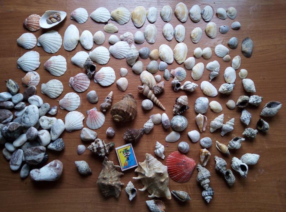срочно продам набор ракушек из средиземного моря