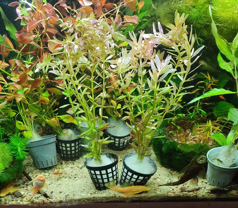 Rotala Indica Piękna Roślina do Akwarium Koszyk
