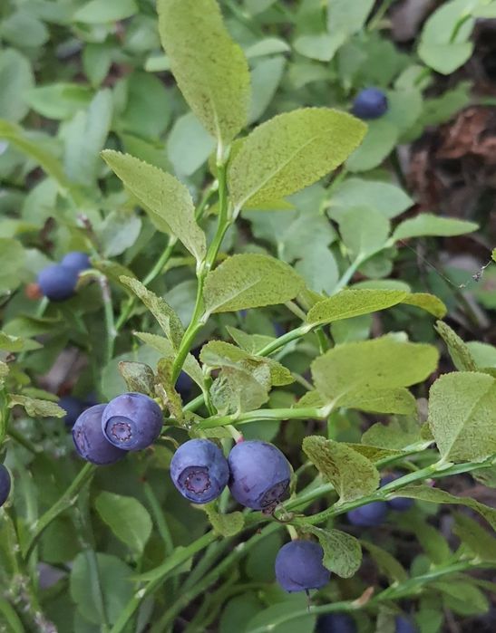 Продається мальовничий участок біля лісу, Кочерів,