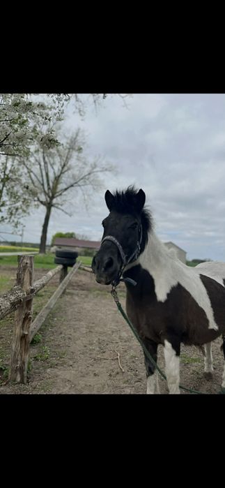 Kucyk – klacz Wenus na sprzedaż