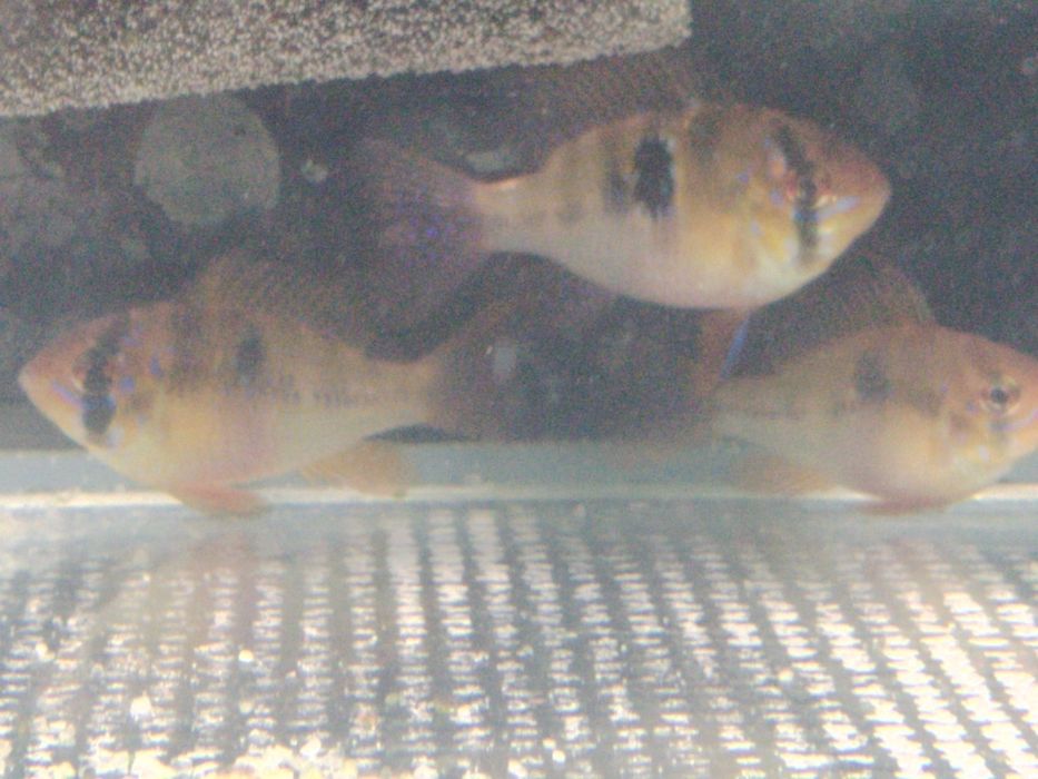 Ramirezis Para venda