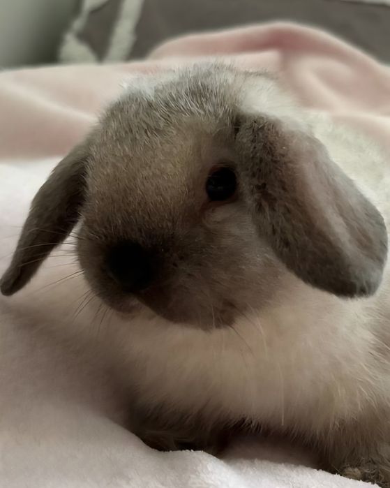 Karzełek Baranek - Mini Lop
