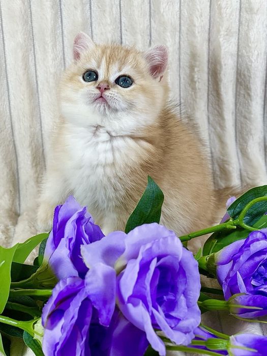 Золота шиншила клубне кошеня