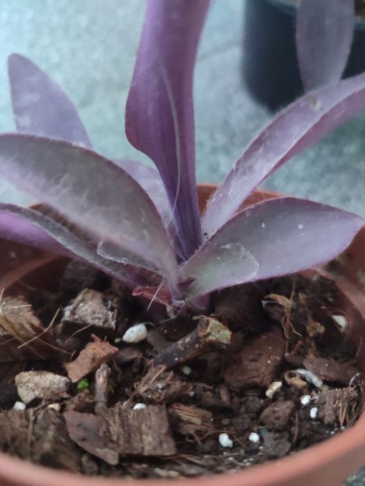 trzykrotka purpurowa