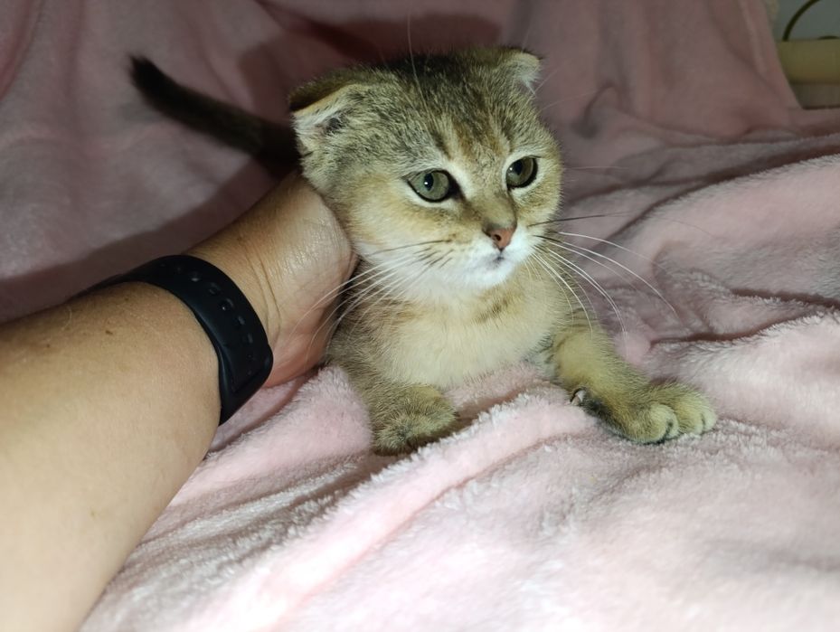 Скотіш фолд , шотландскі висловухі кошенята  , чорно-золота  шиншилла