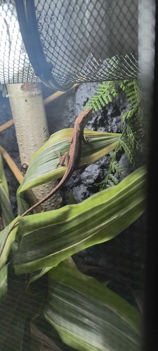 Samiec Anolis Zielony