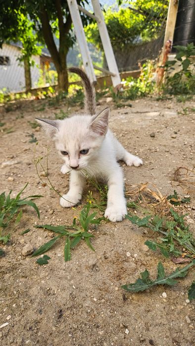 Doam-se Gatinhos de 2 meses