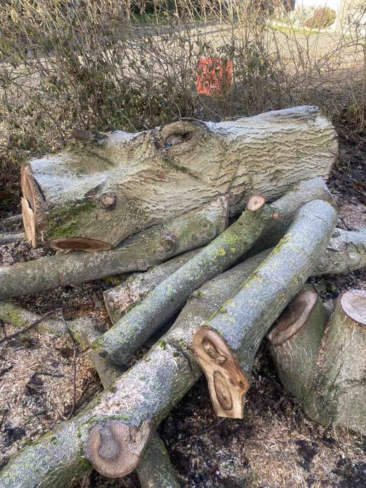 Деревн Горіх зрізаний