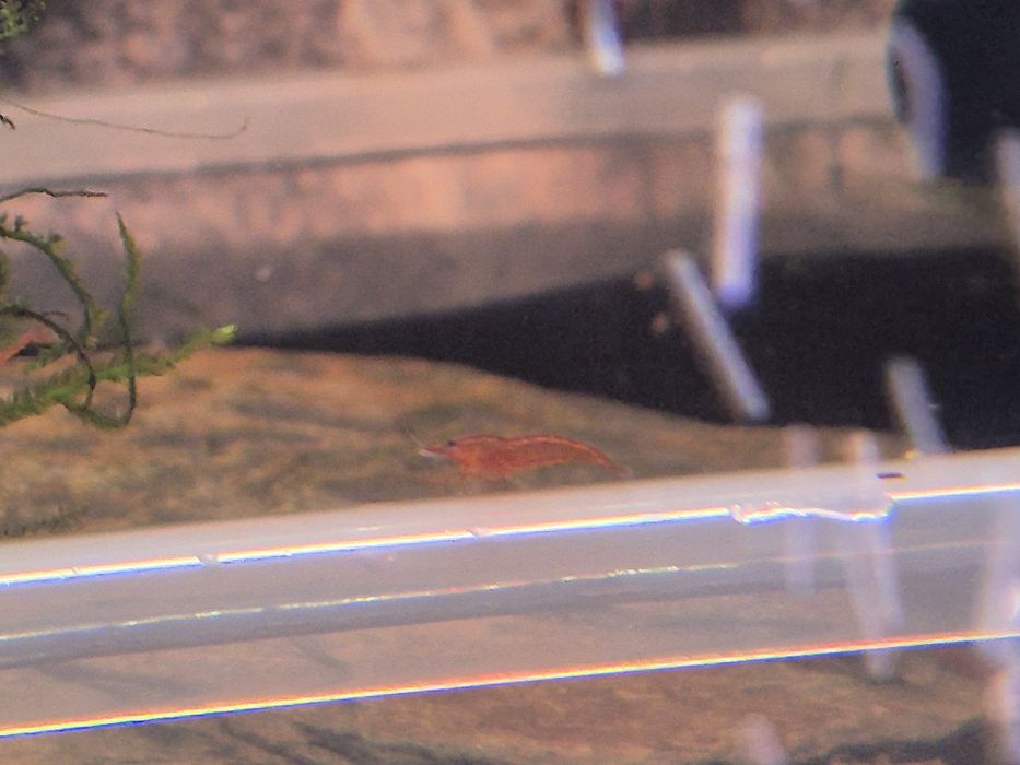 krewetki Bloody Mary