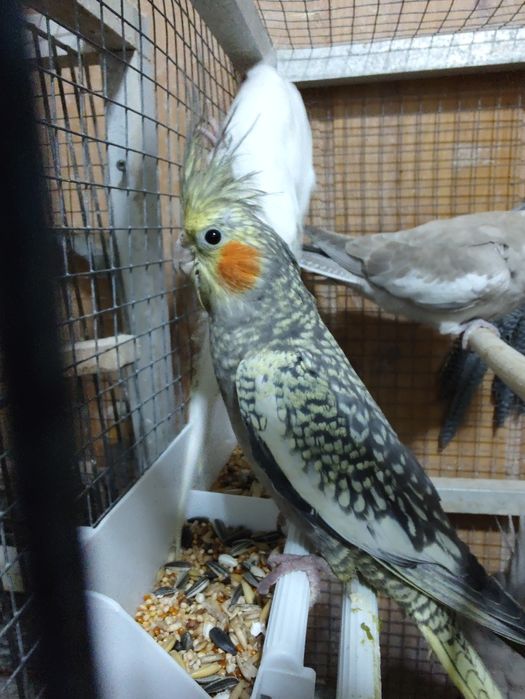 Nimfy wystawowe młode 2025