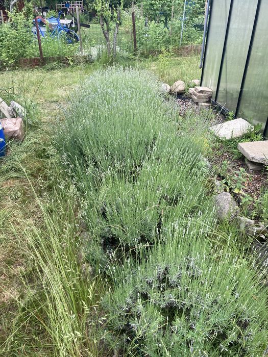 Działka ROD Leśne Oczko Nowy Kisielin