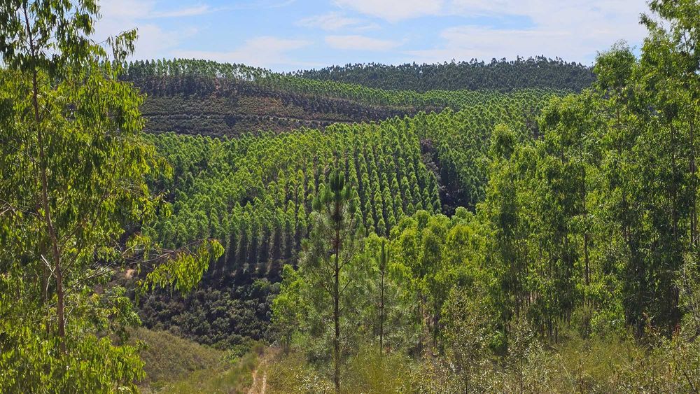 Terreno Rústico com 43 Hectares em Nisa, Portalegre