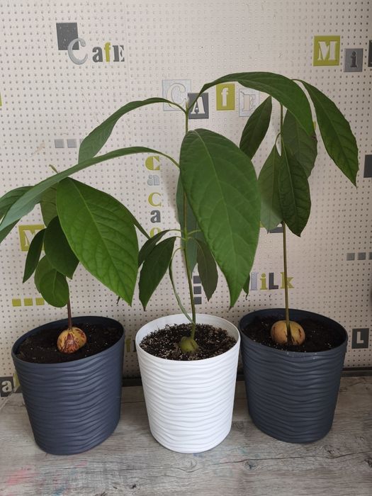 Вазон авокадо. Авокадо прощені, висаджені.