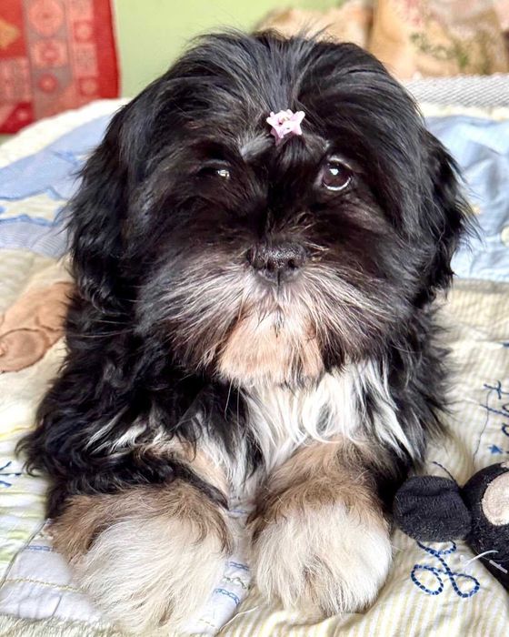 Śliczne szczenię rodowodowe lhasa apso ZKwP/FCI