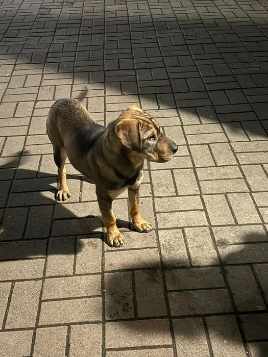 Шарпей змішана порода