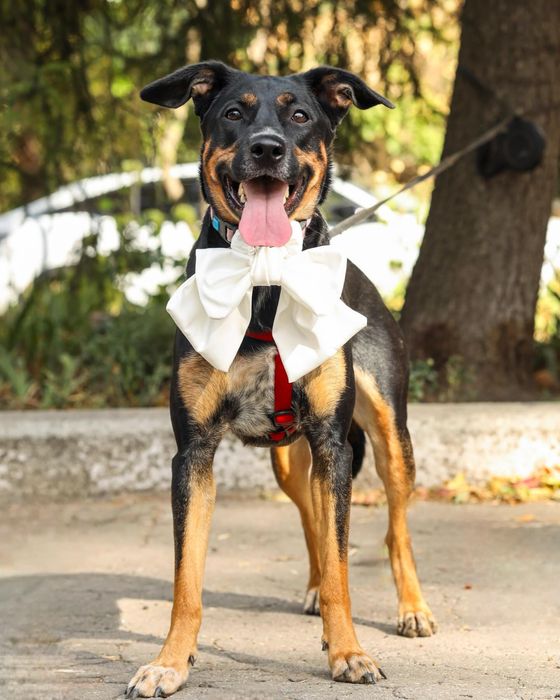 Разыскивается отвесвенная семья,для активной умной собачки