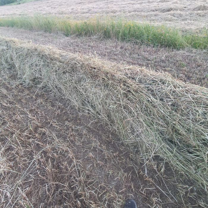 Feno para feira  do cavalo FNC