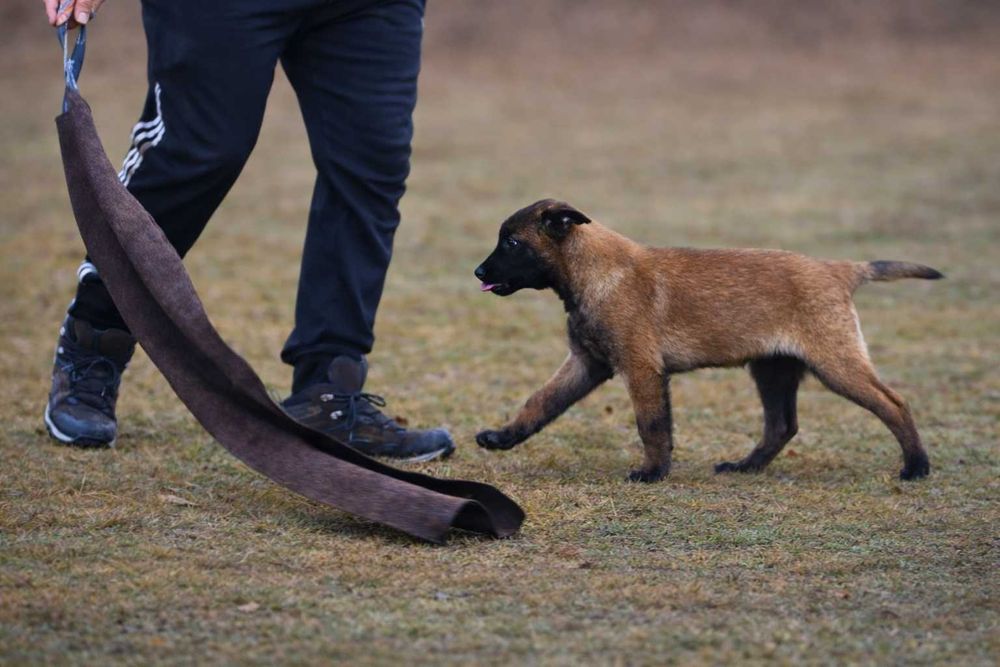 Owczarek belgijski malinois – piesek z rodowodem