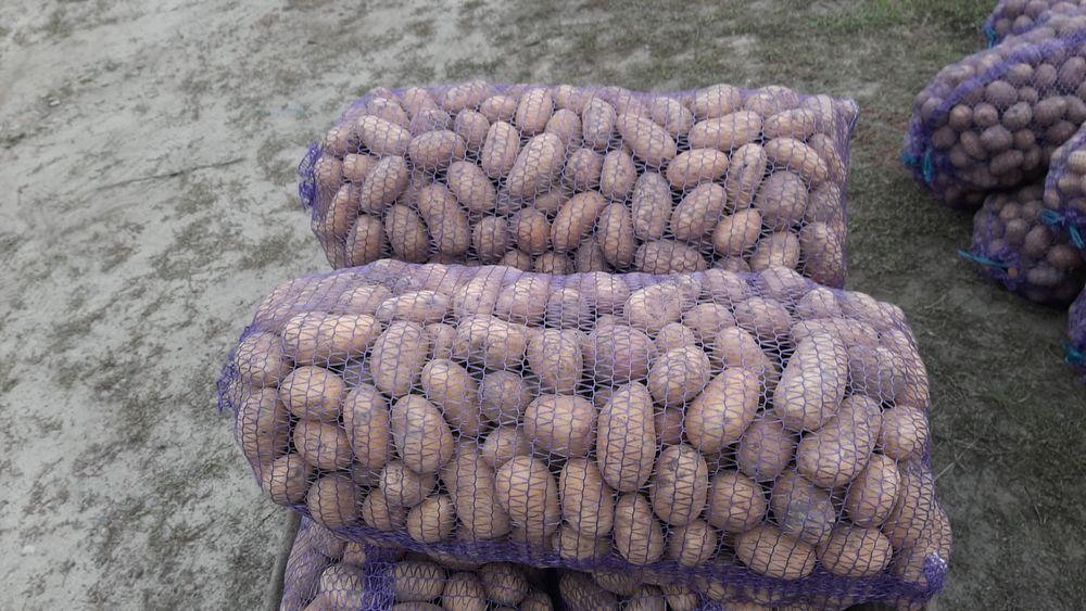 Продам посадкову картоплю/сіменну/, та крупну