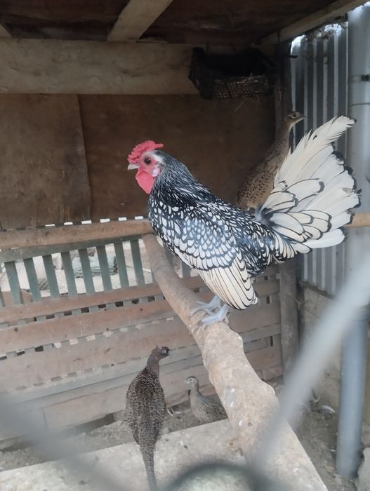 Продам курей себрайт, є різні кольори,