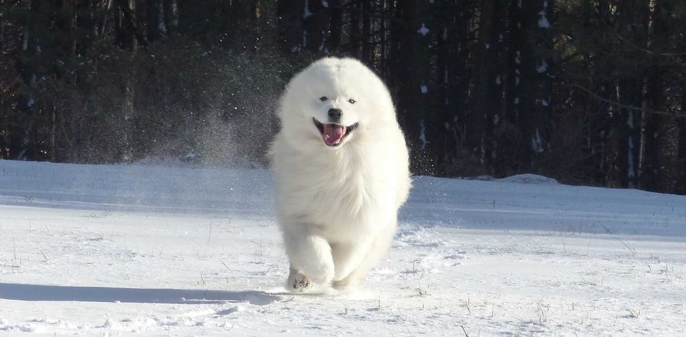 ... Reproduktor samoyed / samojed I'm Immortal Orleansnow ZKwP FCI ...