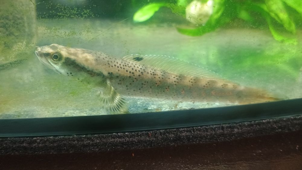 Channa pulchra młode