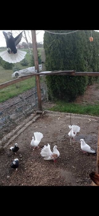 Sprzedam gołębie ozdobne