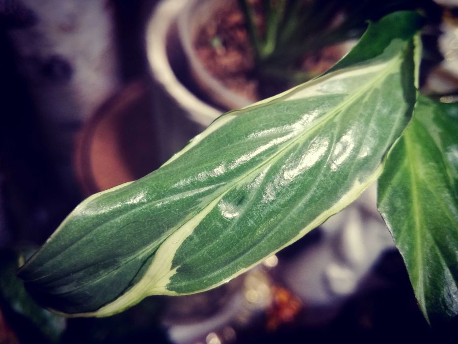 Spathiphyllum Indonesian Variegata Silver skrzydłokwiat monstera