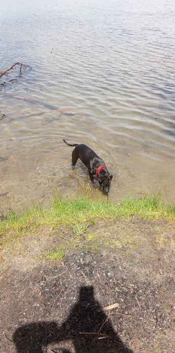 Amstaff do oddania za darmo