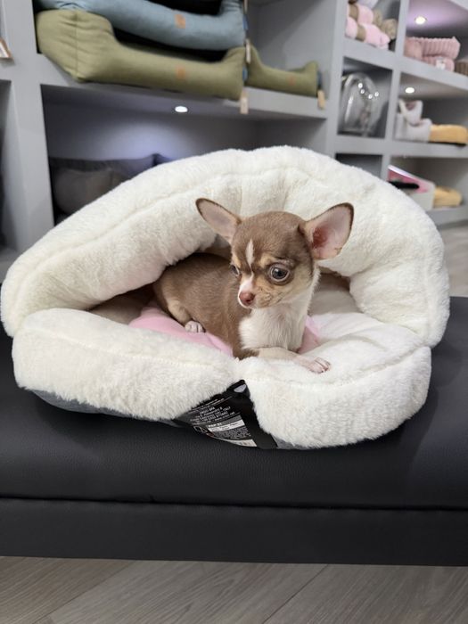 Chihuahua menina chocolate