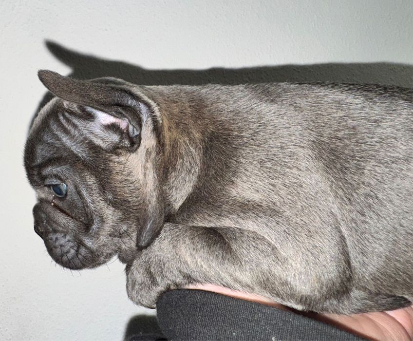 Bulldog Francês Blue