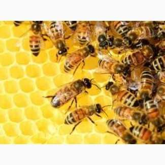 Продам бджіл, бджолосім'ї
